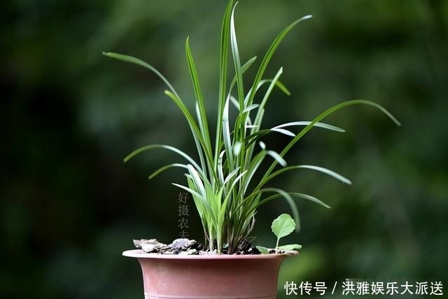 兰花怎么修剪整容三步骤三注意,兰友掌握就不难