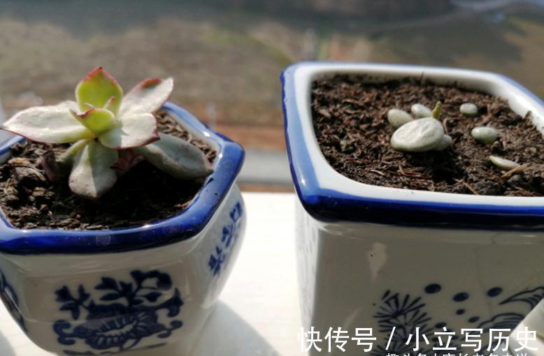什么样的陶瓷盆养多肉好?让我这个用了好几种陶瓷盆的人来告诉你