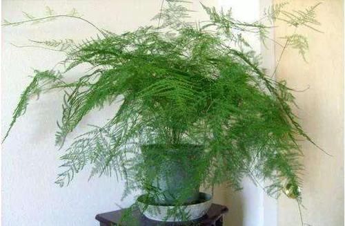 药片|还在用白糖养文竹?用1片药片代替,3年不黄叶!