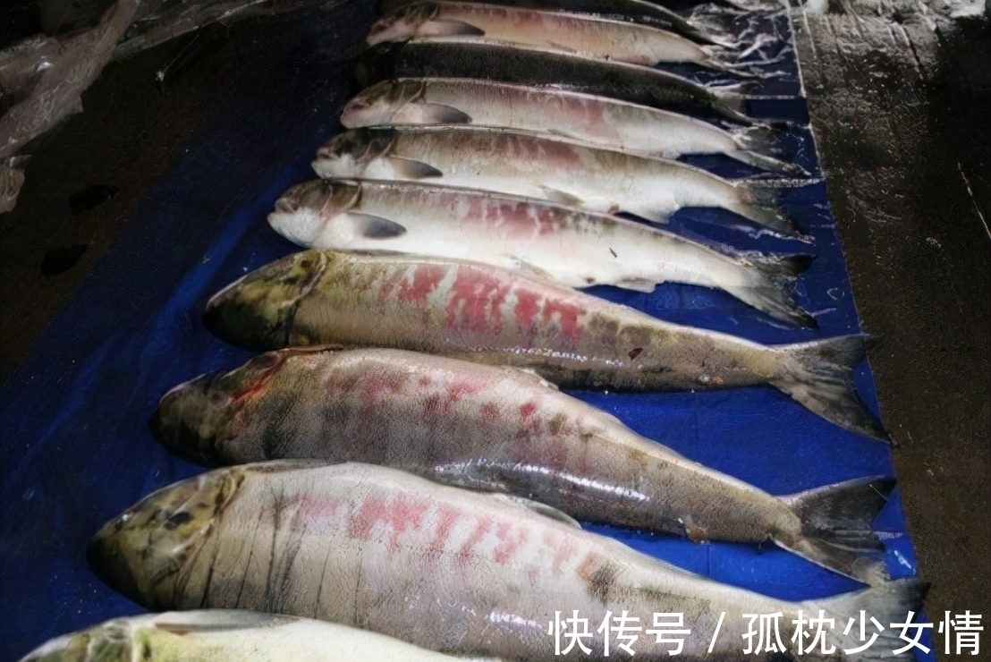 肉毒|5类鱼没营养，对人体有害，但很多人爱吃