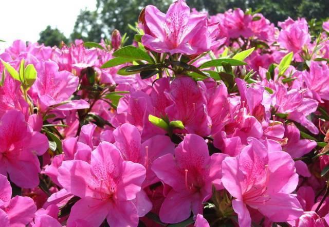 杜鹃花养不好,花朵叶子都发蔫,几个好方法帮你解决