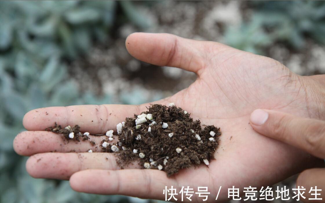 光照|买盆长寿花送长辈吧,分享我养长寿花的经验,很实用