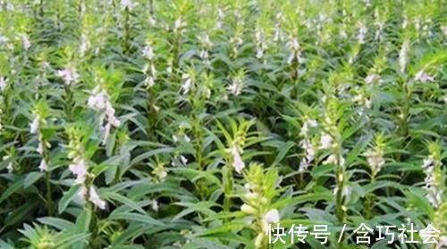 营养物质|会吃的人更健康，3种食物要多吃，补充营养、改善体质