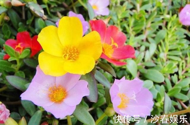 阳台|阳台变成“美花海”，全靠这2种花，花色明亮，花朵成簇