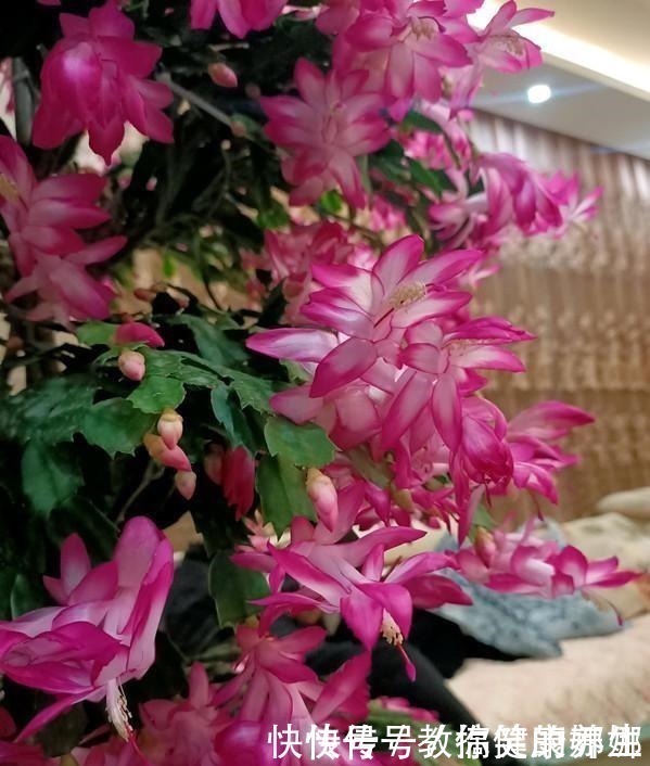 绿萝|七种耐阴的开花植物,好养如绿萝,花期不短,适合室内、北阳台养!