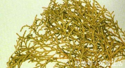 洗头|少年白头，莫慌！常用此叶子洗头，失眠好了，白发渐渐变为黑发！