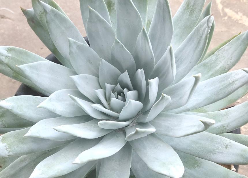 多肉植物入手经验浅谈,如何选择适合的多肉,这是一篇防坑指南