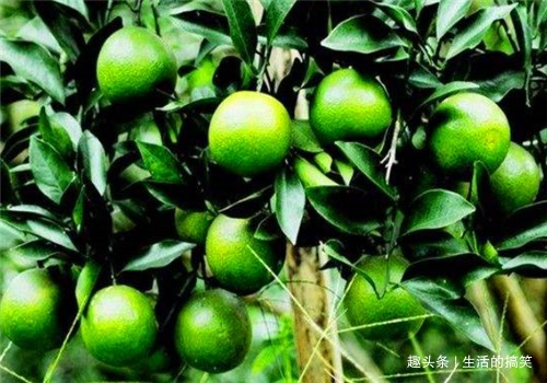 木瓜酶|人到中年,不妨多吃3种食物,排毒养颜、美容养颜、滋补身体