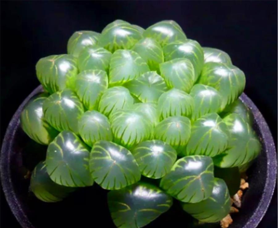 阿勇|5种最美的绿色多肉,不用上色就很美,养成老桩更惊艳