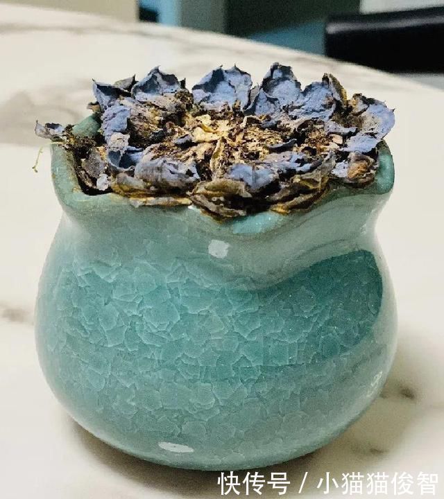 5种花盆养花,怪不得都死了,全是样子货