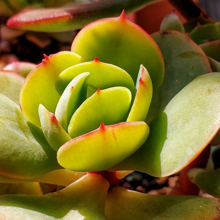 成长|与多肉一起走过的日子,见证多肉的成长过程!