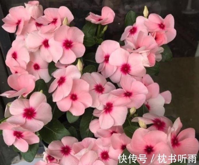 4种花适合夏天养,开花爆盆花期长,繁花似锦,花色美轮美奂