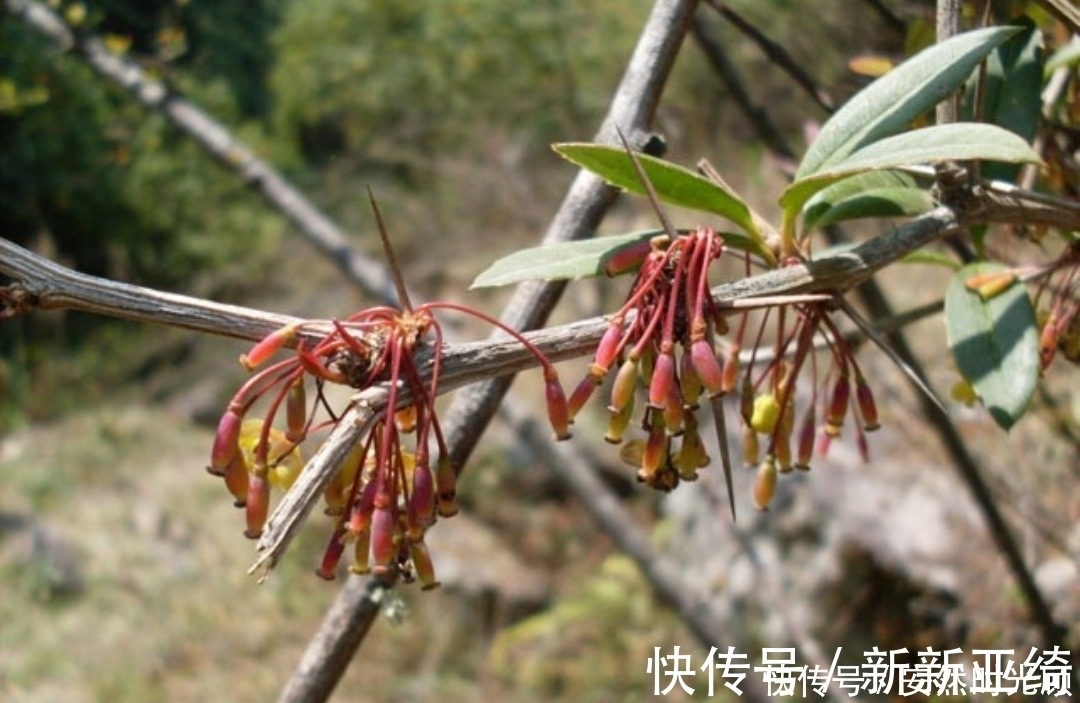 小檗碱|农村一种树,浑身长刺,但根部价值却极为珍贵,可抑菌抗肿瘤