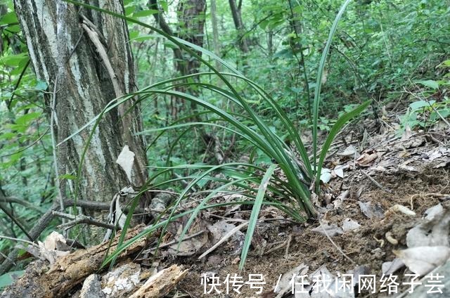 松针土的秘密,不在松针,也不在土,很多人种植兰花都用错了