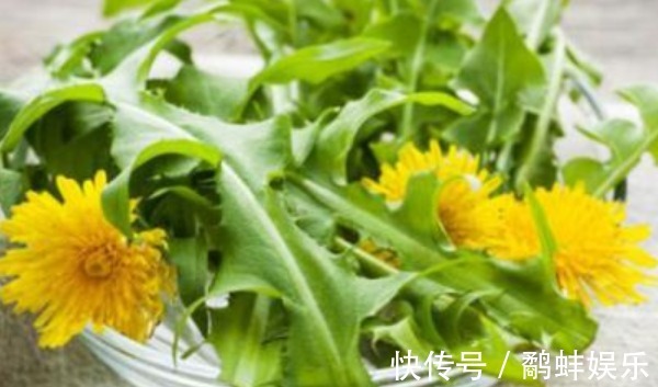 马齿笕|比马齿笕还营养的野菜，有不少好处，城里人买都买不到！