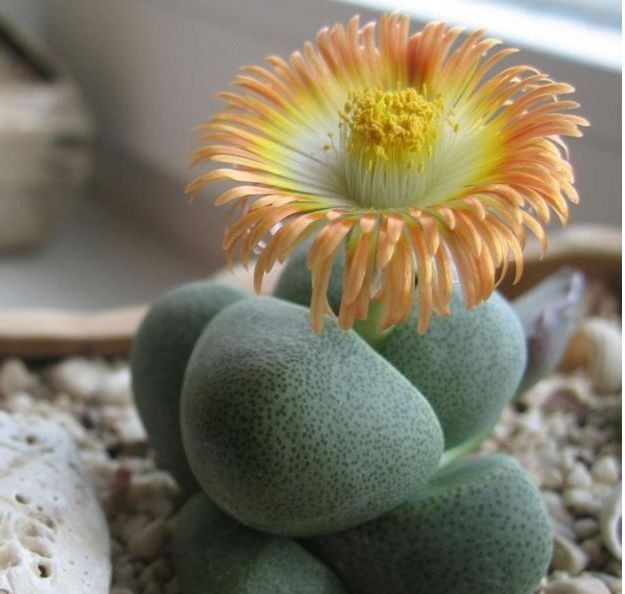 这种花沾土就活,给点水就疯长,全年开花不断,开花还特多!