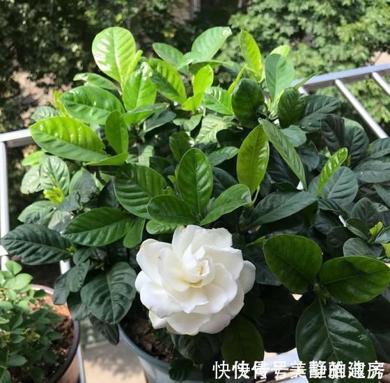 家中常见的6种花是“醋罐子”，多浇点酸水，叶子才能绿得发亮