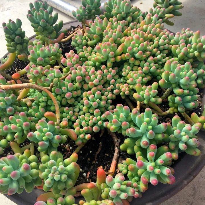 他用菜坛子种多肉,1分不花,呼呼长成“大米饭”!