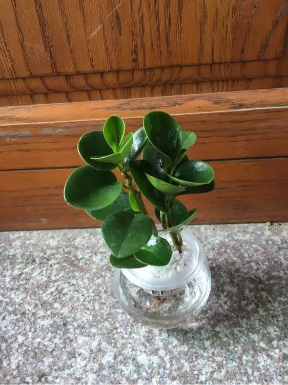 水培虽好,5点不注意,变成蚊子窝,别忽视!