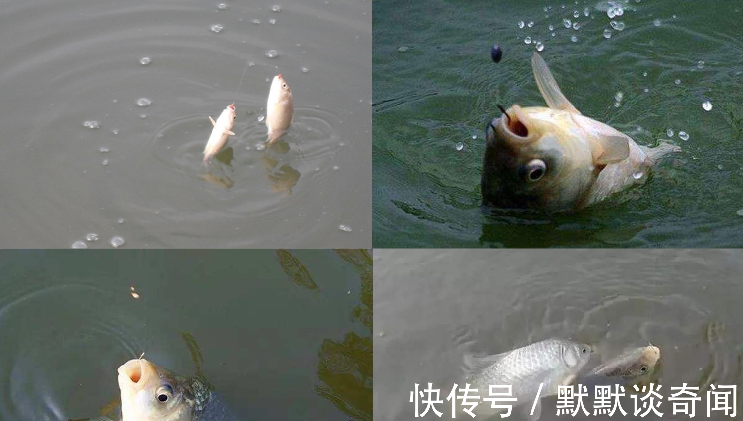 天越冷鲫鱼咬钩越积极?这可不一定,这两种情况最好不要下竿