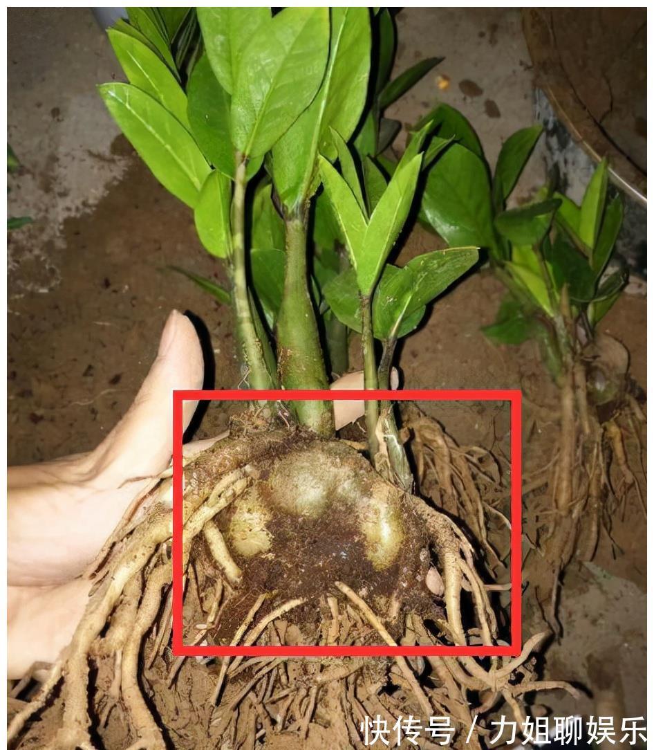 7种“富贵花”,容易被浇死,别太狠,一杯水就够养一冬天