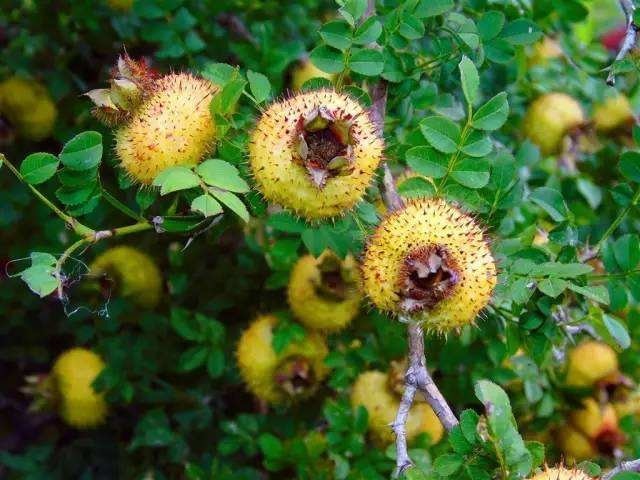 氨基酸|此种带刺野果,女人常吃可防病治病、美容养颜、增强抵抗力