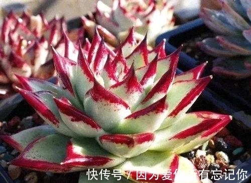 4种迷人多肉，光看一眼就沦陷了，谁见了都夸美，值得拥有！