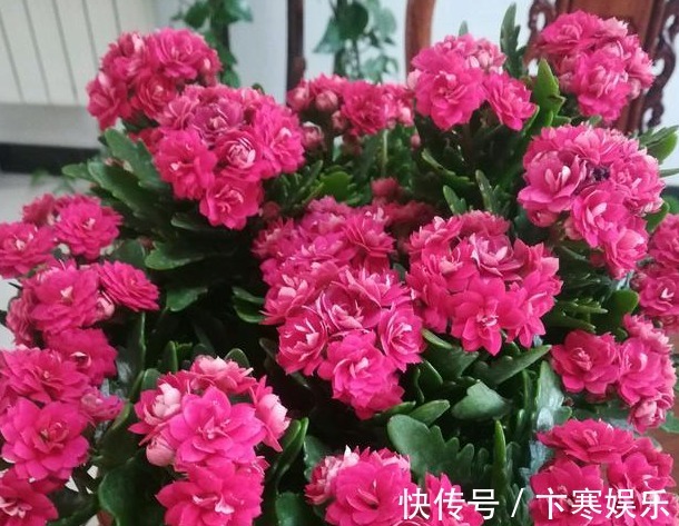 养花就养鲜艳漂亮的,不开花时可赏叶,花开色彩繁多,太美了