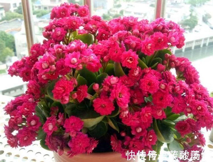 阳台|家里阳台养此款花,新手也能养爆盆,比香水都好闻,满屋子都是香