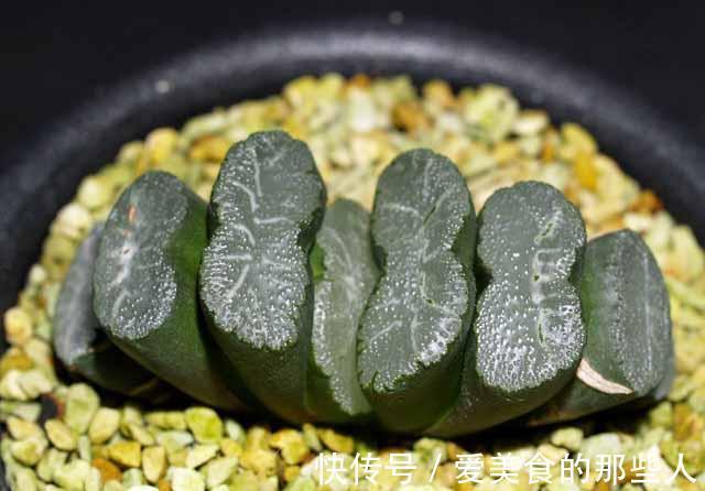 养花试试这几款，花朵太精致，非常罕见