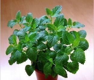 常春藤|卫生间放一盆这个花,再也没有异味了,蚊虫也不见了