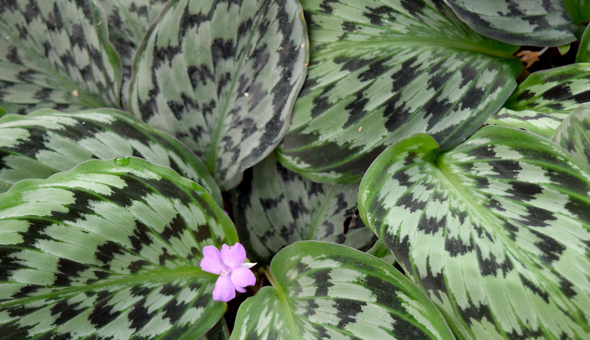 光照|喜阴的室内植物花卉有哪些