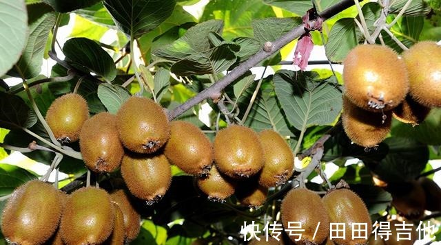 富士苹果|秋天吃水果,别忘了这3种,好吃又营养,建议收藏!