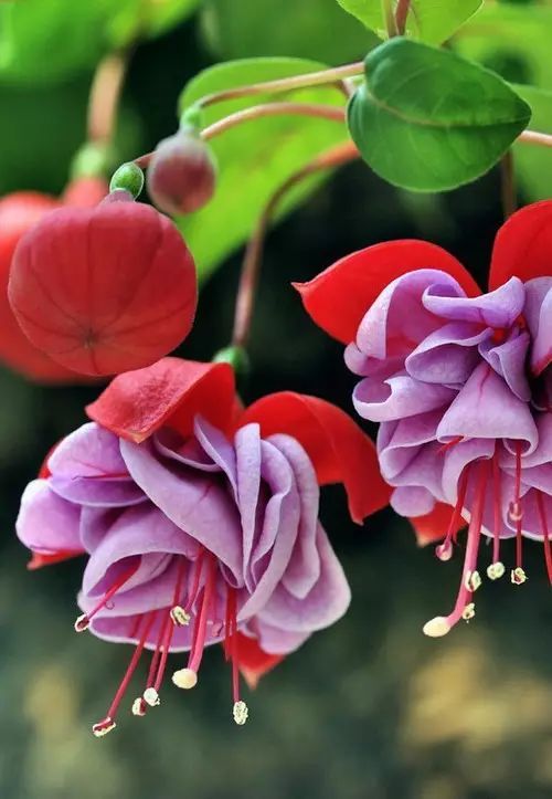 养了一盆花，挂满各种“小花灯”，喜欢春秋天，夏天“度夏死”