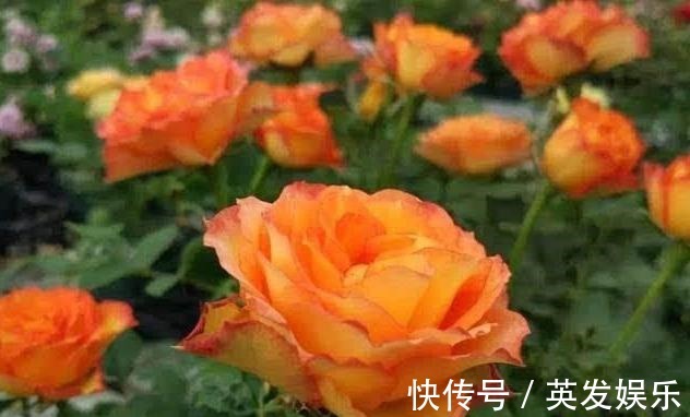 埃斯托里尔|一款专为盛夏而生的花卉，花色红艳无与伦比，花香怡人，好看易养