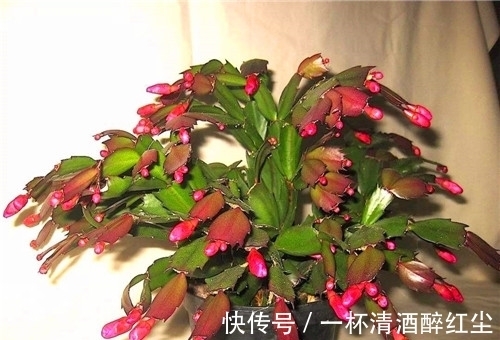 蟹爪兰好看不好养？教你养殖蟹爪兰的3个妙招，轻松迅速爆盆