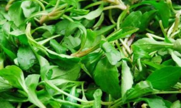 女性|女性膠原蛋白流失太快？多吃3物，美容養生，好處多多