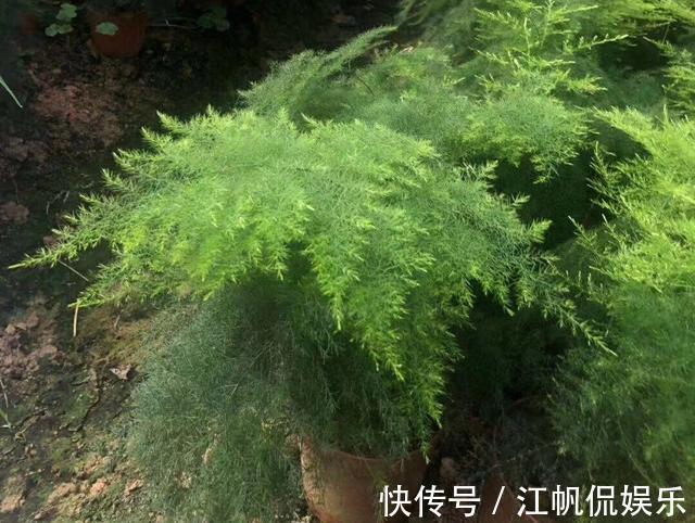 枝条|养文竹，有3个“小方法”，分枝多，叶茂盛，郁郁葱葱长爆盆