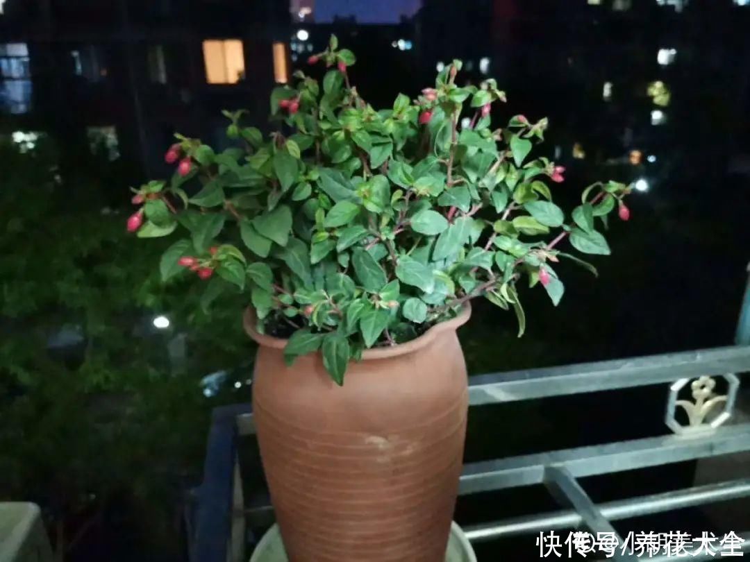 月季|养花“黑名单”实在太难养，心累