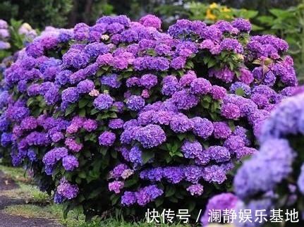 5种“懒人花”,个个长爆盆,开花也漂亮,家里变成“小花园”