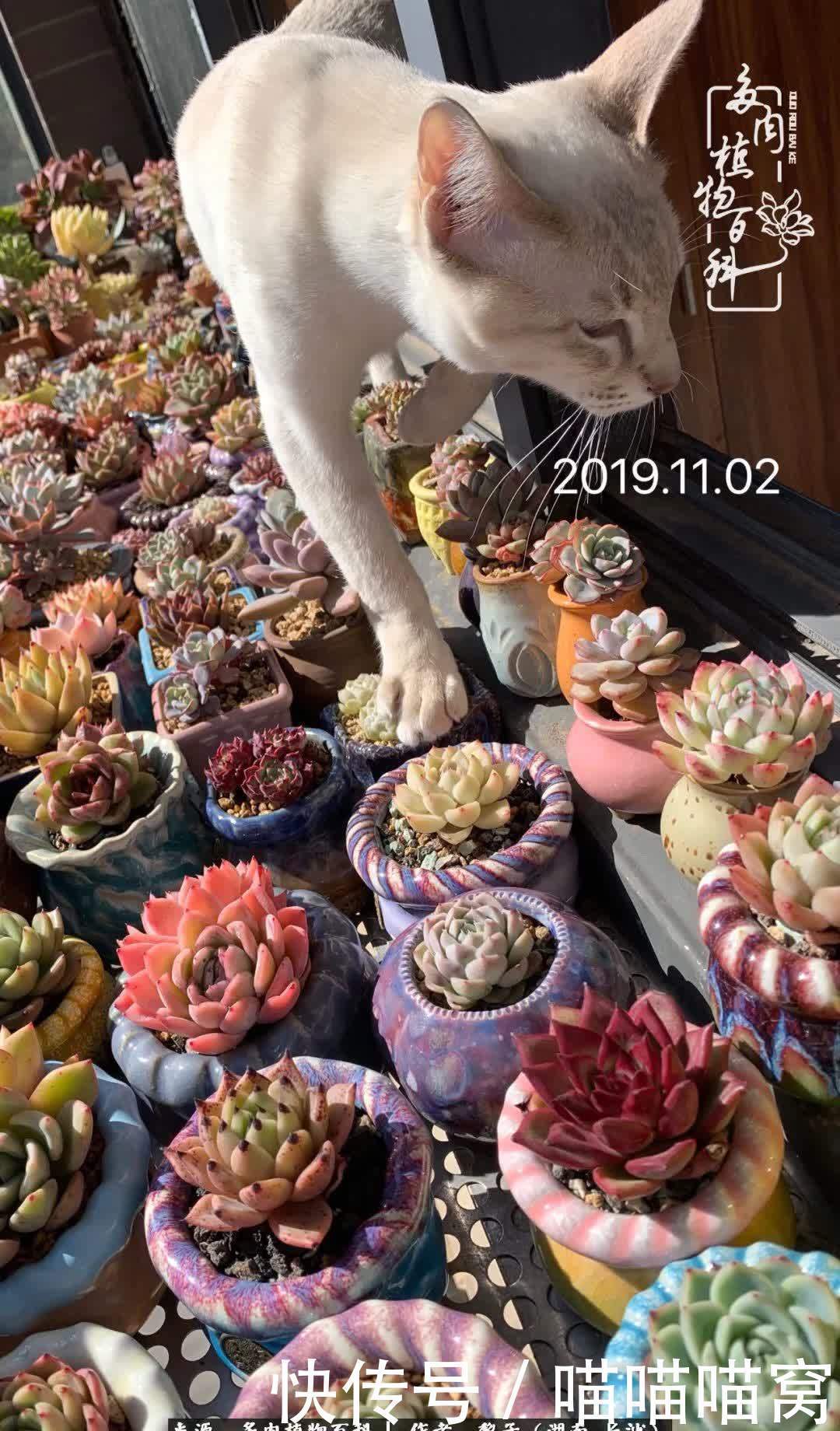 最温暖不过人间烟火,来自逆挂区的多肉!