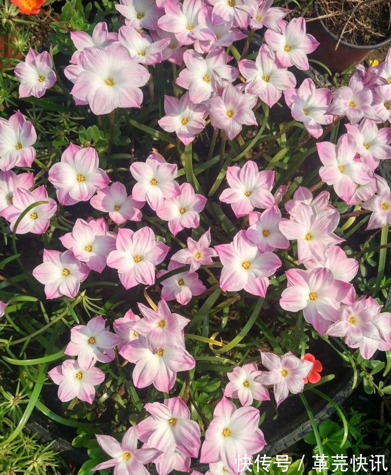 风雨兰|3种花,越热越开花,越晒越开花,花色丰富又鲜艳
