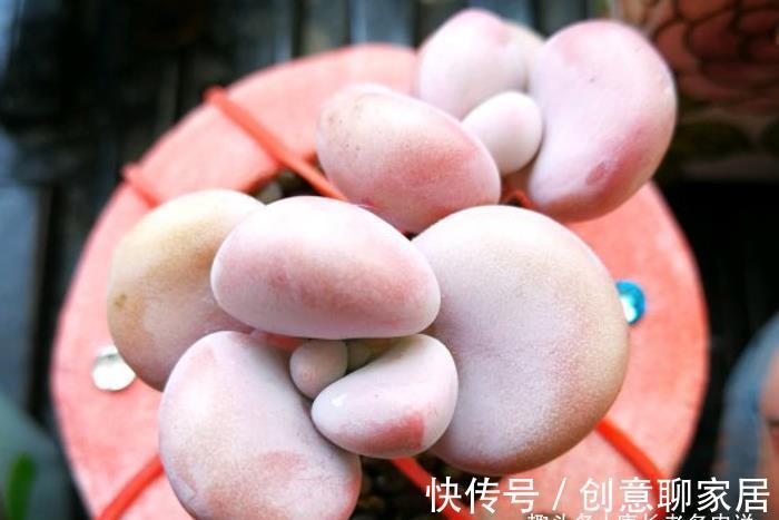 桃蛋|多肉桃蛋真有两种？是的，还有一种粉更厚颜色更紫，它又叫桃精灵