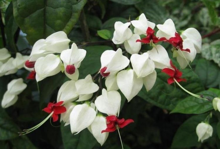 超好养的几种花,仙气十足,养在阳台最合适,漂亮上档次!