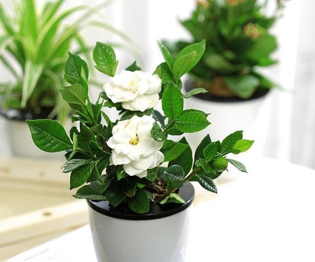 三亚发现一户人家院子,那叫一个惊艳!拍照给你们瞧瞧,真是羡慕