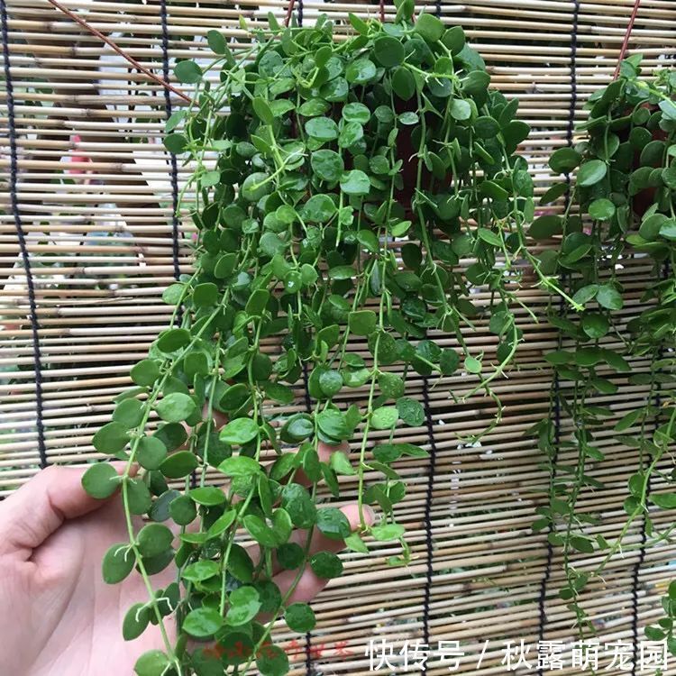 观赏价值|八种命里带“钱”的植物,家里养一盆,招财又旺运,你家养了几种