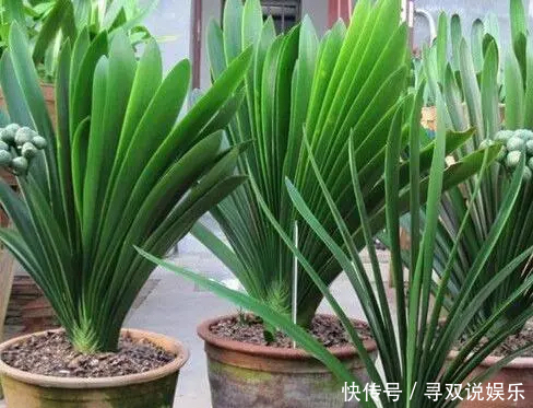 小东西|养花不会施肥2种“小东西”垫盆底,一年不用施肥,花卉蹭蹭长