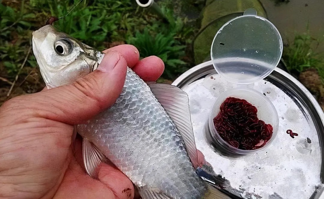 冬季钓鱼牢记5点,不用蚯蚓也能钓到鱼