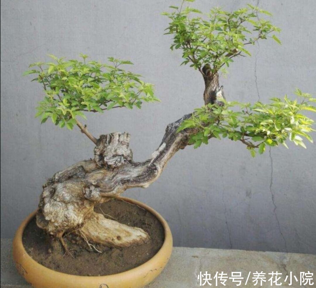 树桩|山上遍地的黄荆,做成漂亮盆景,古朴苍劲观赏性强