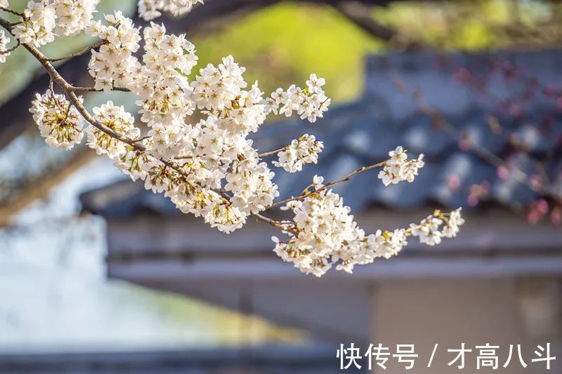 江月@100首春天唯美古诗词(值得收藏)